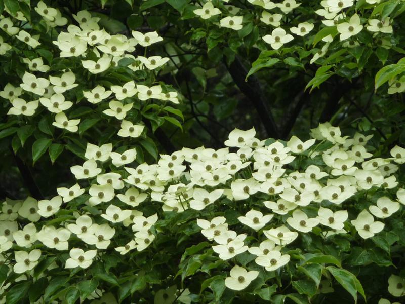  p>尖叶四照花(学名: i>dendrobenthamia angustata /i> (chun) w.p.