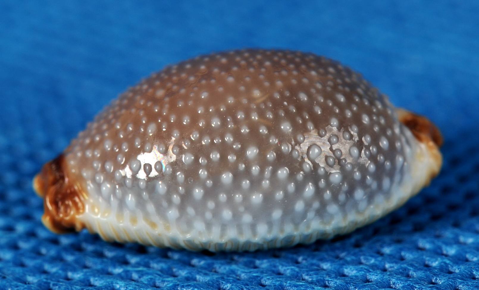 索马里中华宝螺