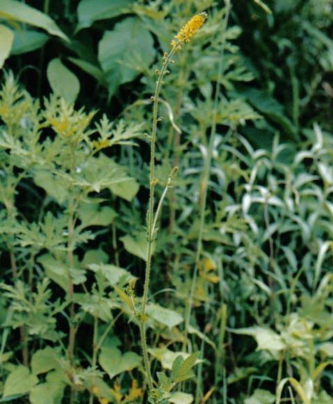  p>黄龙尾,茎下部密被粗硬毛,叶上面脉上被长硬毛或微硬毛,脉间 密被