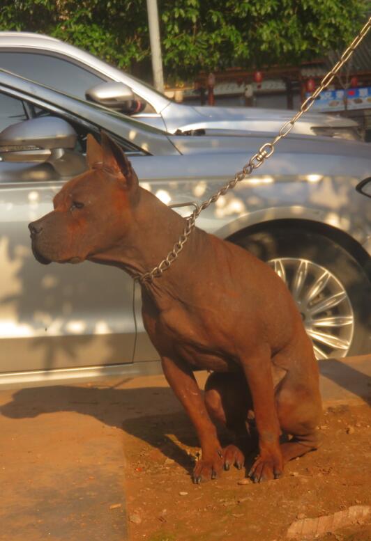  p>山狗又称川东犬,川东猎犬,邻水狗,竹狗,足狗,撵山狗,赶山狗,阴山狗