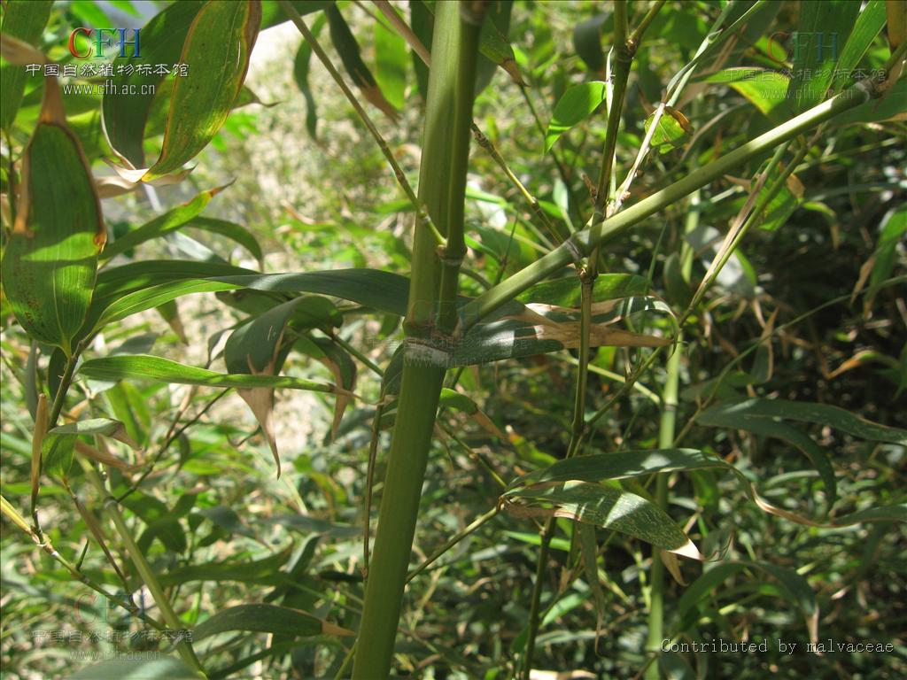  p>淡竹(学名: i>phyllostachys glauca /i> mcclure)是禾本科,刚竹属
