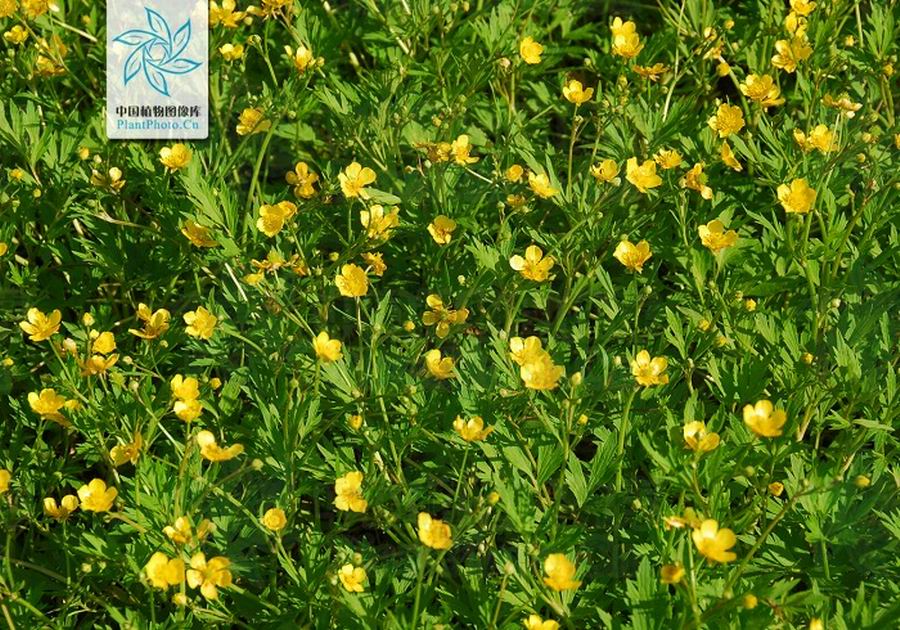  p>匍枝毛茛为毛茛科多年生草本植物,具匍匐枝,节上可生根,生长迅速