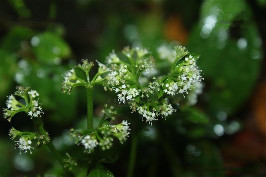  p>直刺变豆菜(拉丁学名: i>sanicula orthacantha /i> s.