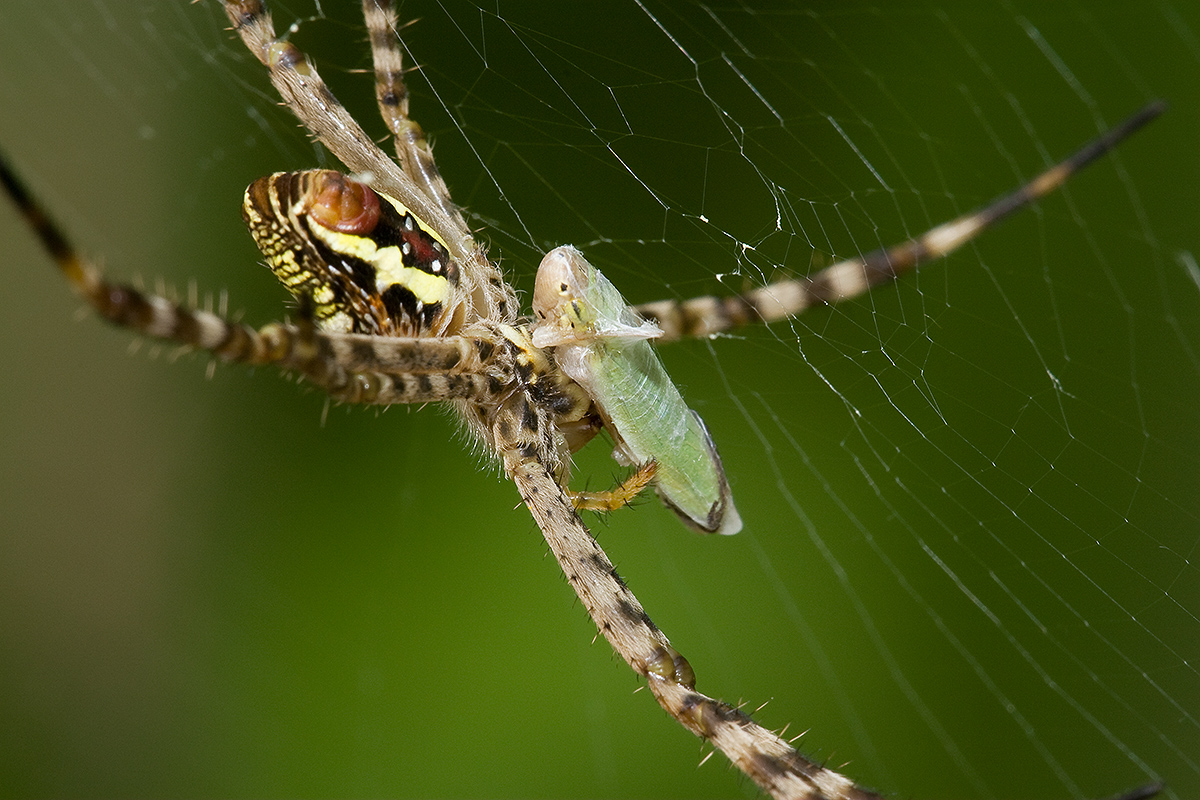 target="_blank" href="/item/园蛛科/2848276" data-lemmaid="