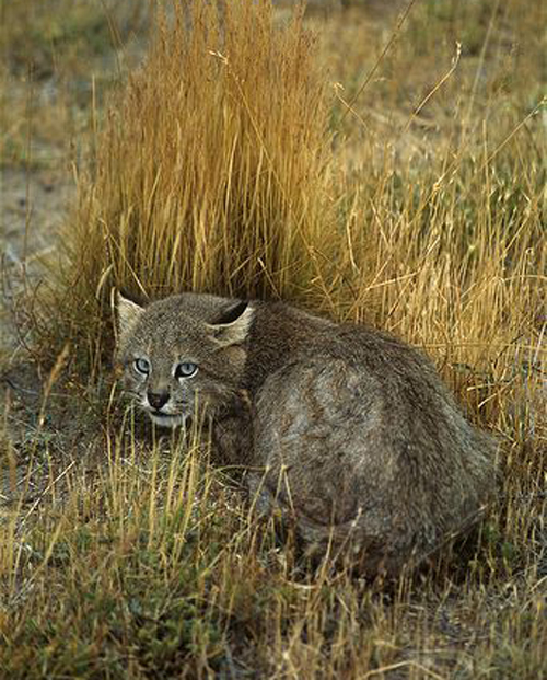 p>南美草原虎猫(学名: i>leopardus colocolo /i>):共有8个 a href="