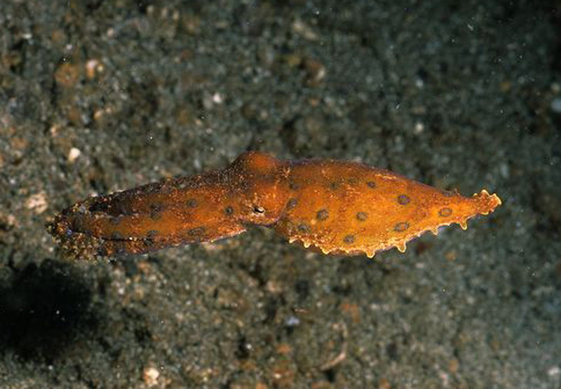  p>斑点豹纹蛸(学名: i>hapalochlaena maculosa /i>):体长约20厘米.