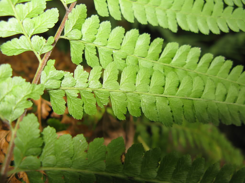 microlepia szechuanica ching