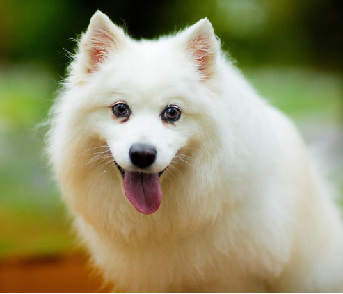 银狐犬发展历程，从小众到大众_百科TA说