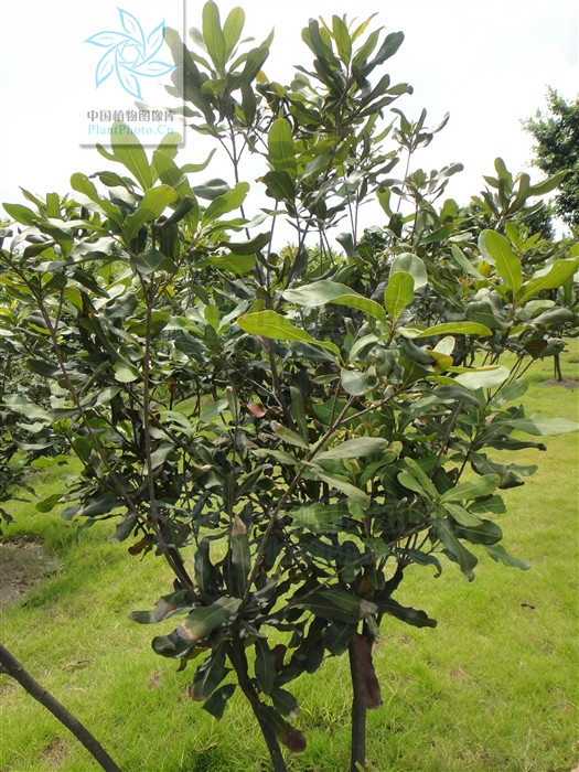 macadamia ternifolia f. muell.