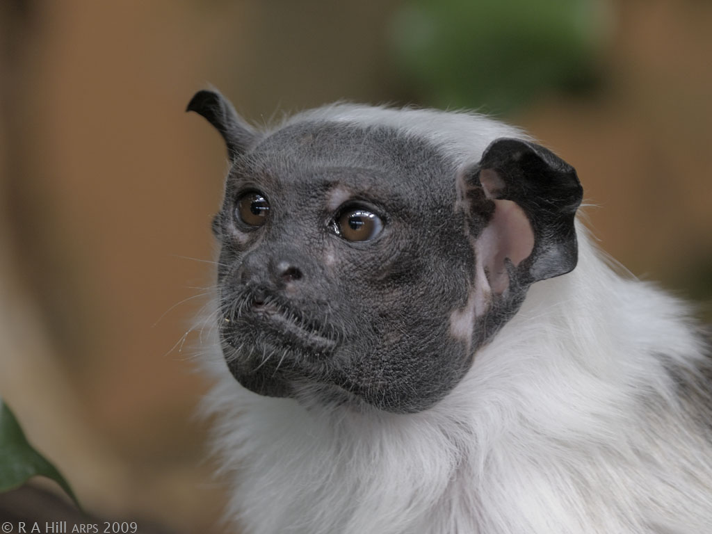  p>黑白柽柳猴(学名:saguinus bicolor)是一种 a href="#" data-lemma