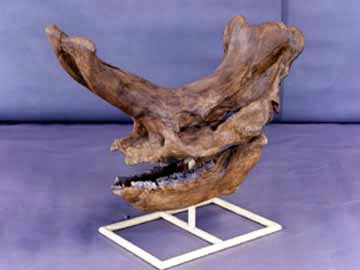  p data-id="gnbc17r4g8">大角雷兽(学名embolotherium),又名锤鼻雷兽