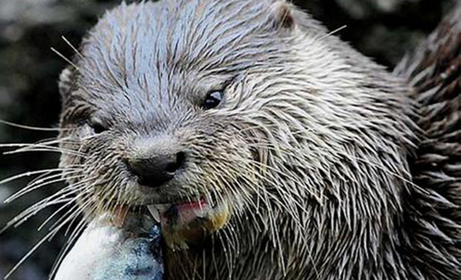  p>亚洲小爪水獭(学名: i>aonyx cinerea /i>),是世界上最小的水獭