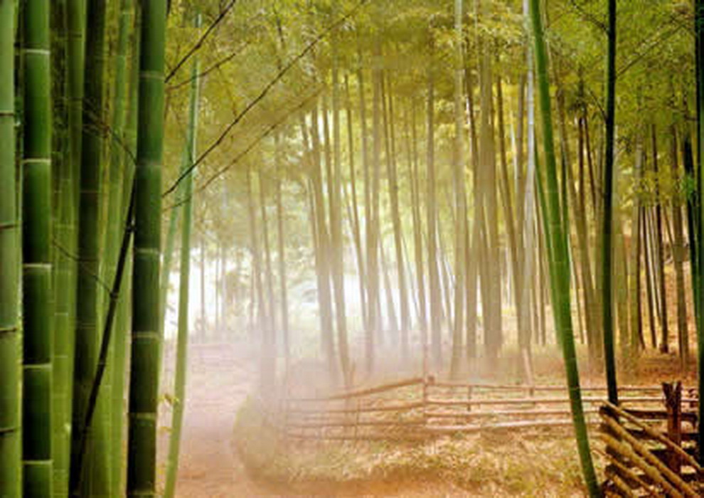  p> a href="#" data-lemmaid="2549562">青竿竹 /a>(b.