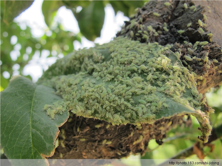  p>桃粉蚜是害虫的一种,属同翅目,蚜科.中国南北果区都有分布.