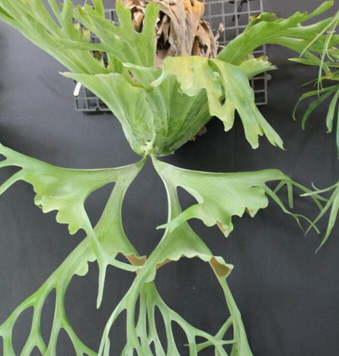  p>连珠蕨, a href="#" data-lemmaid="7564145