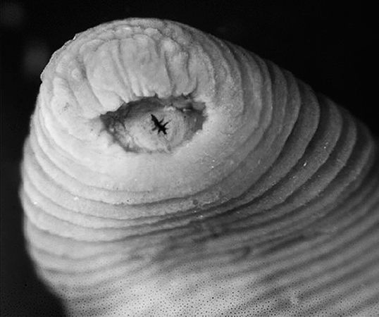  p>暴龙水蛭是科学家在秘鲁的亚马逊地区发现一种新的水蛭,长度3 英寸