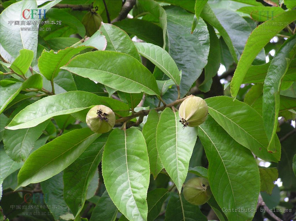  p>栀子皮(学名: i>itoa orientalis /i> hemsl.