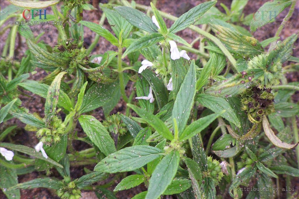  p> b>绉面草 /b>(学名: b> i>leucas zeylanica /i> /b>),为唇形科