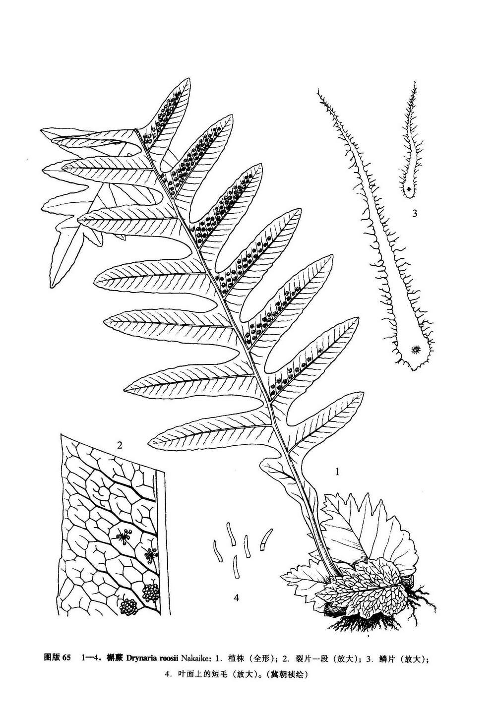 中国蕨类植物图谱