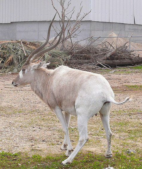  p>旋角羚(学名: i>addax nasomaculatus /i>):体型较大,体长1.5-1.