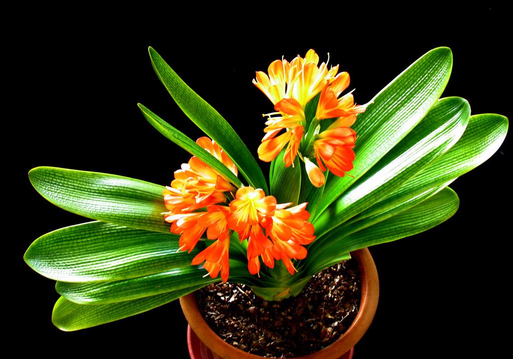 君子兰×贺岁兰