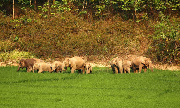  p data-id="gnx36qzrhx">南滚河国家级自然保护区位于 a target="