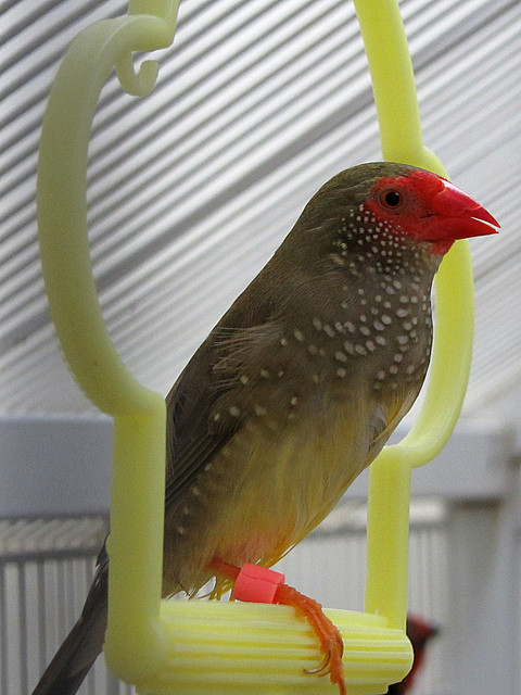  p>星雀学名为 i>neochmia ruficauda /i>,又名星文鸟,是梅花雀科的