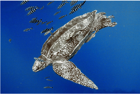 dermochelys coriacea