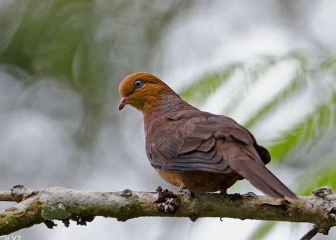  i>macropygia ruficeps /i>)鸠鸽科鹃鸠属的鸟类,共有8个 a target="