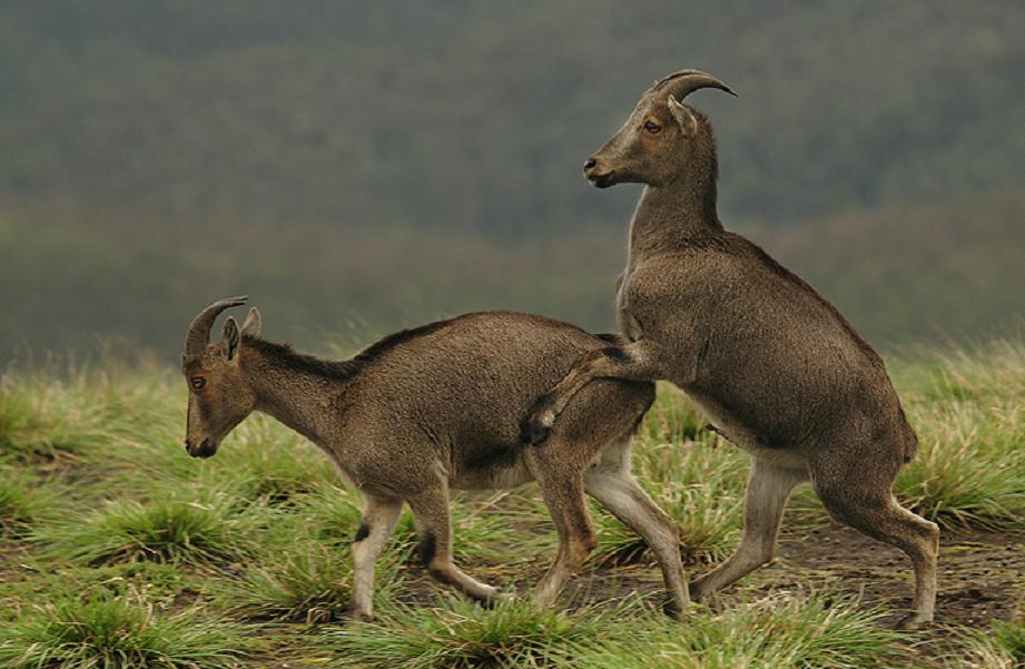  p>喜马拉雅塔尔羊( i>hemitragus jemlahicus /i>),别名 a href="#"