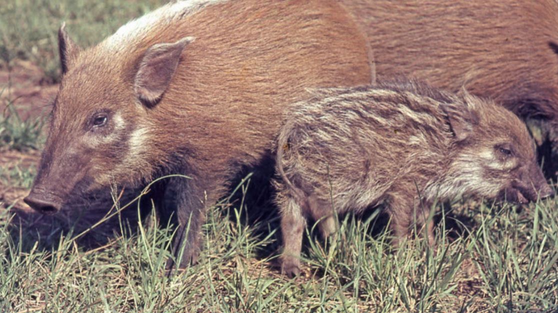  p>假面野猪(学名: i>potamochoerus larvatus /i>):体长100-150厘米