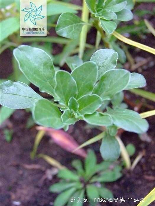  p> a href="#" data-lemmaid="2018902">北美苋 /a>, b>   /b>拉丁文