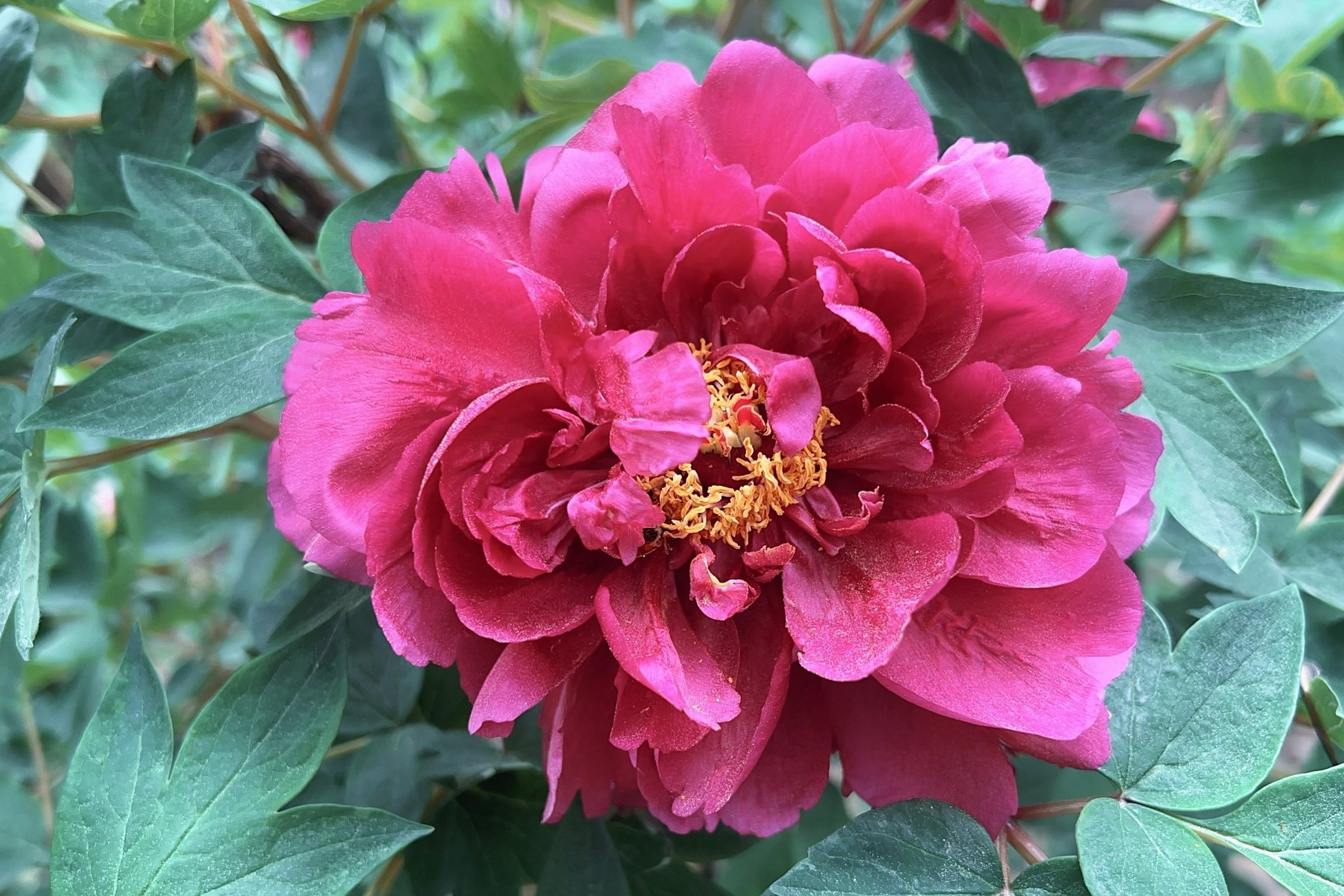 多頭牡丹 桃山牡丹