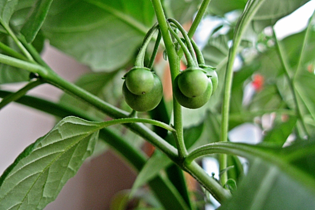  p>天茄子,中药名.