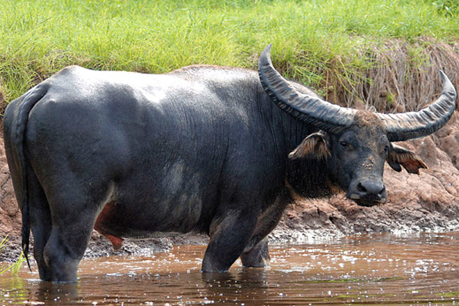 水牛