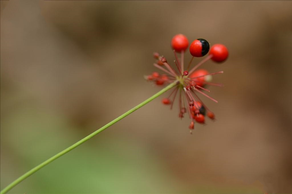  p>假人参(学名 i>panax pseudoginseng /i> wall.