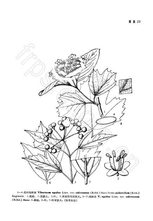 毛叶鸡树条_百度百科