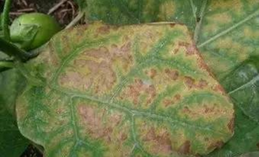  p>茄子霜霉病是由 a target="_blank" href="/item/烟草霜霉茄变种