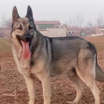 中华狼青犬_百度百科