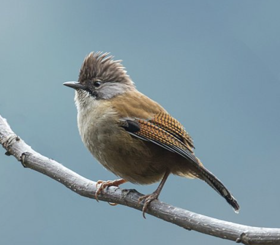 actinodura nipalensis