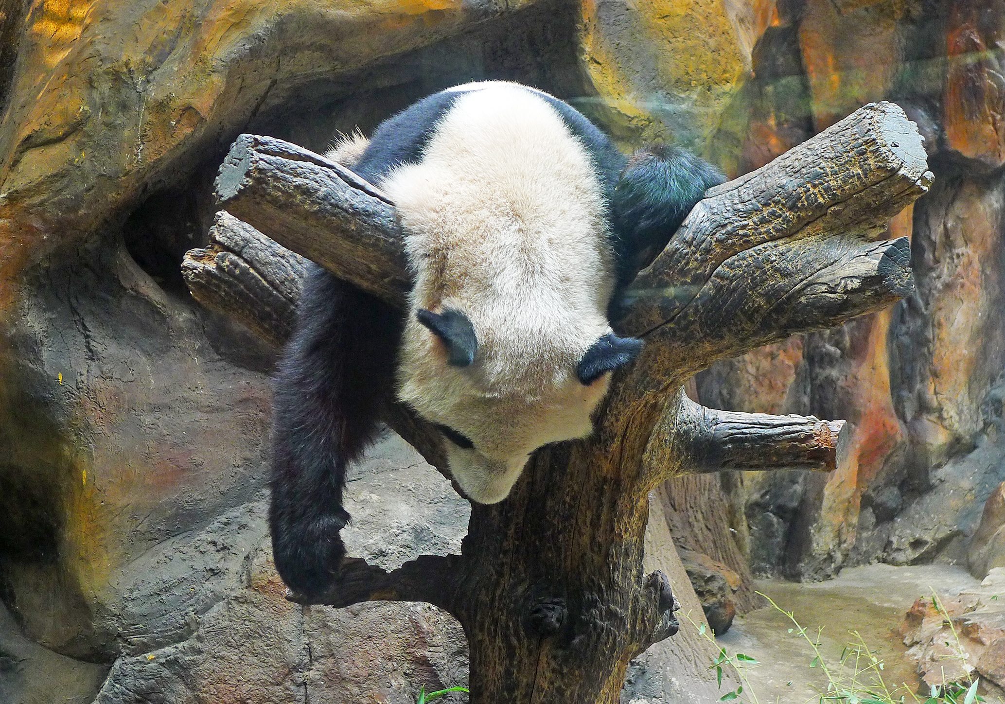  p>北京动物园熊猫馆占地面积10000平方米, a href="#" data-lemmaid=