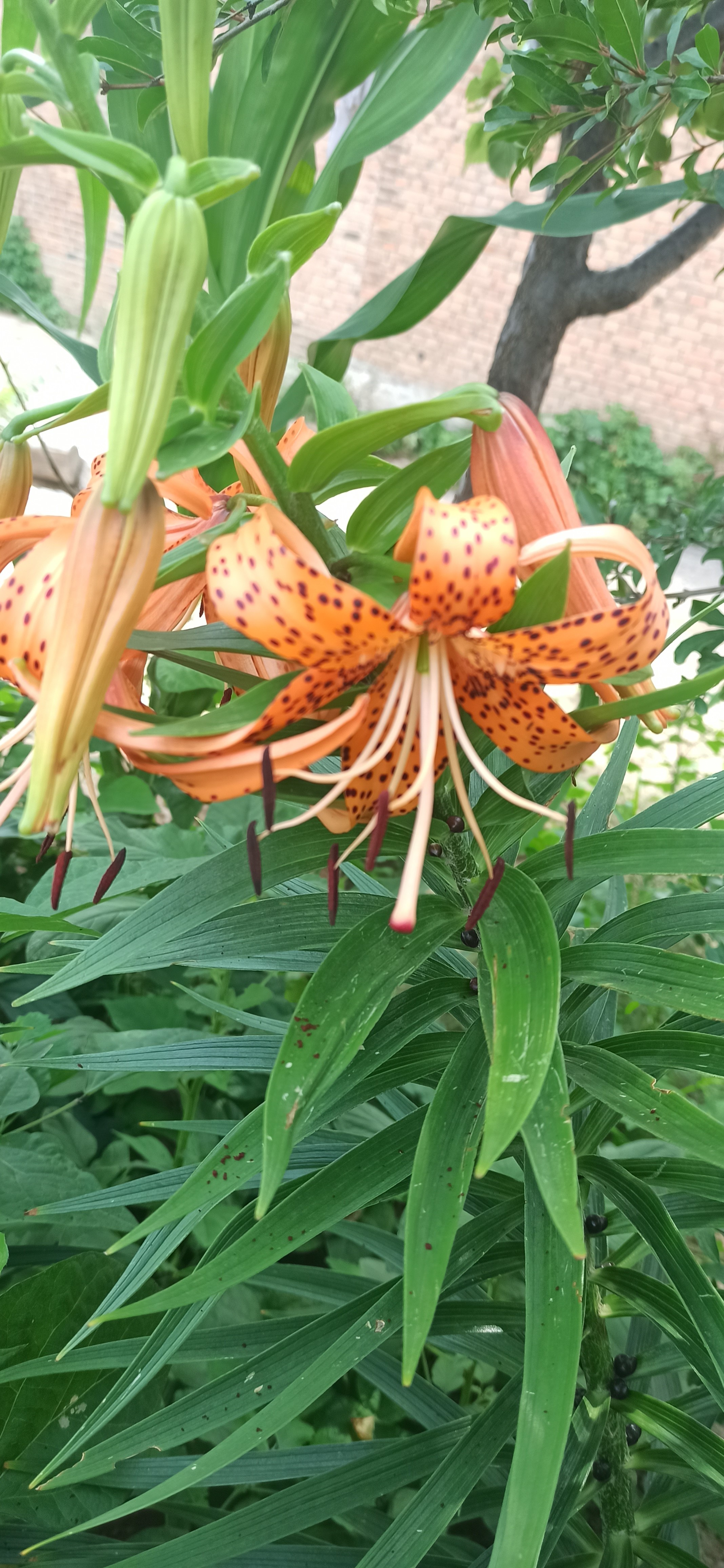 卷丹百合