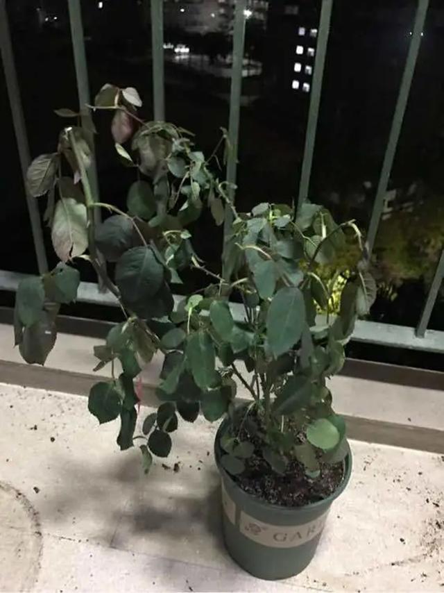 教你月季配土两种方法 简单复杂任你选 百科ta说