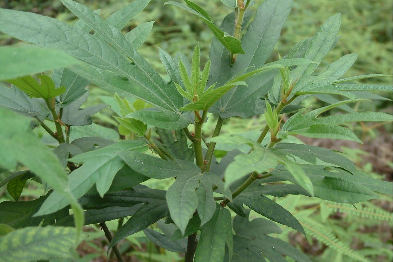 广西土黄芪