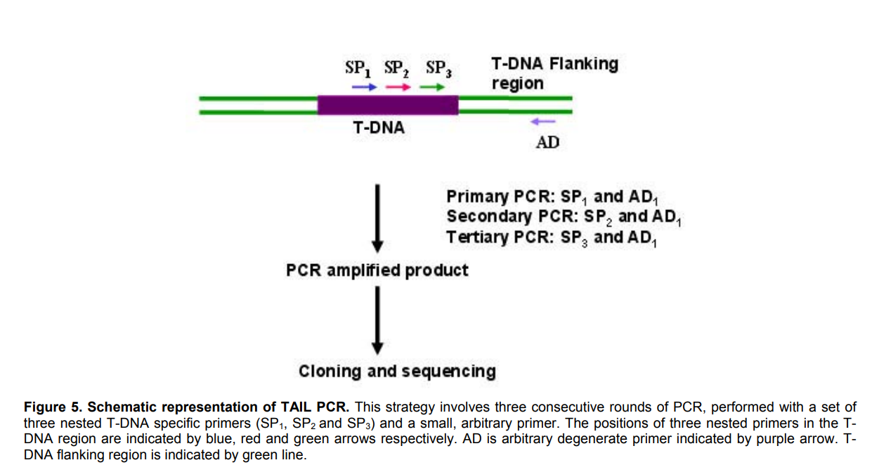  p data-id="gnwggwpkk0">tail-pcr即交错式热不对称pcr,是一种染色体