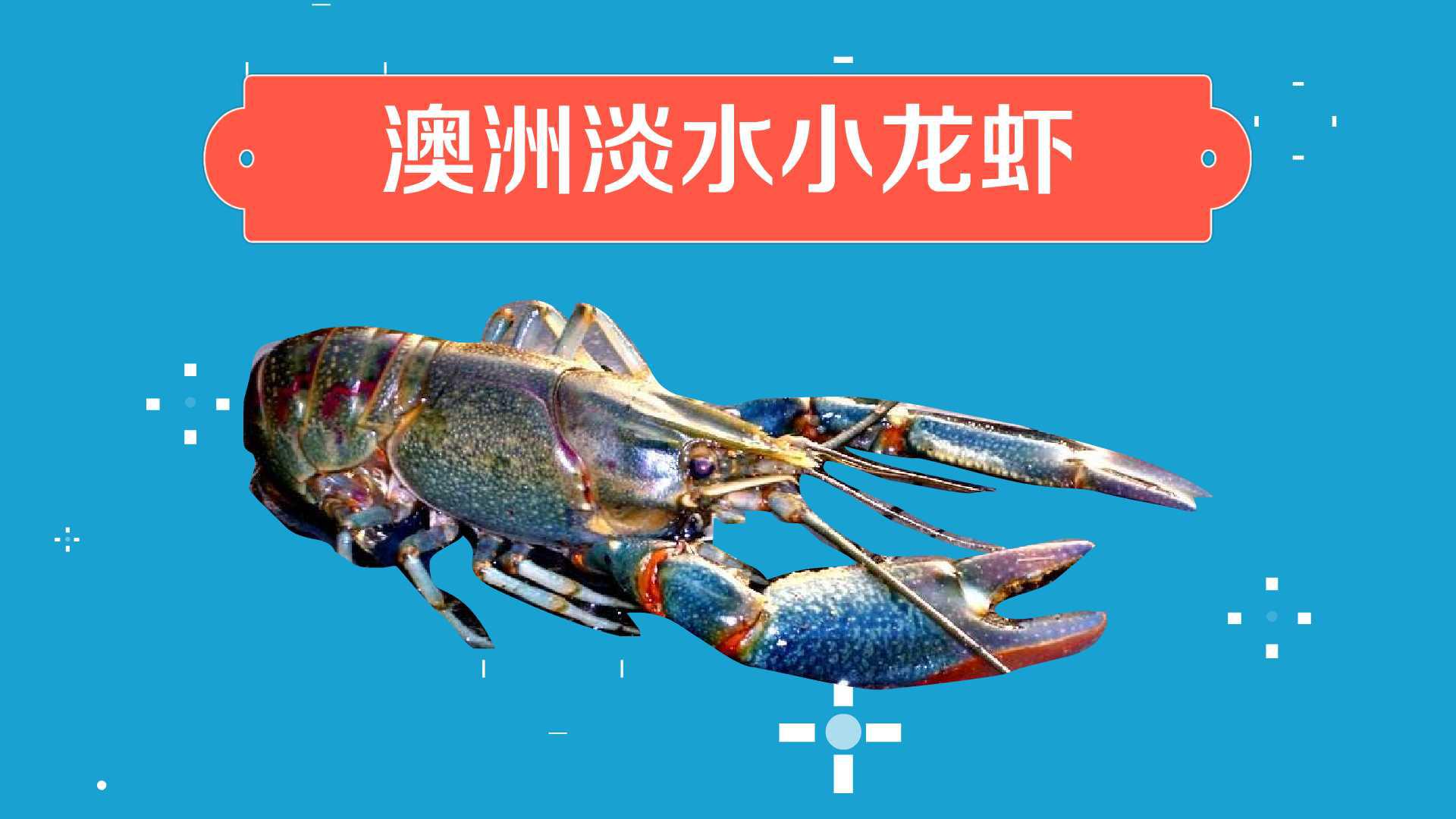 澳洲淡水小龙虾:世界上最名贵的淡水经济虾种之一
