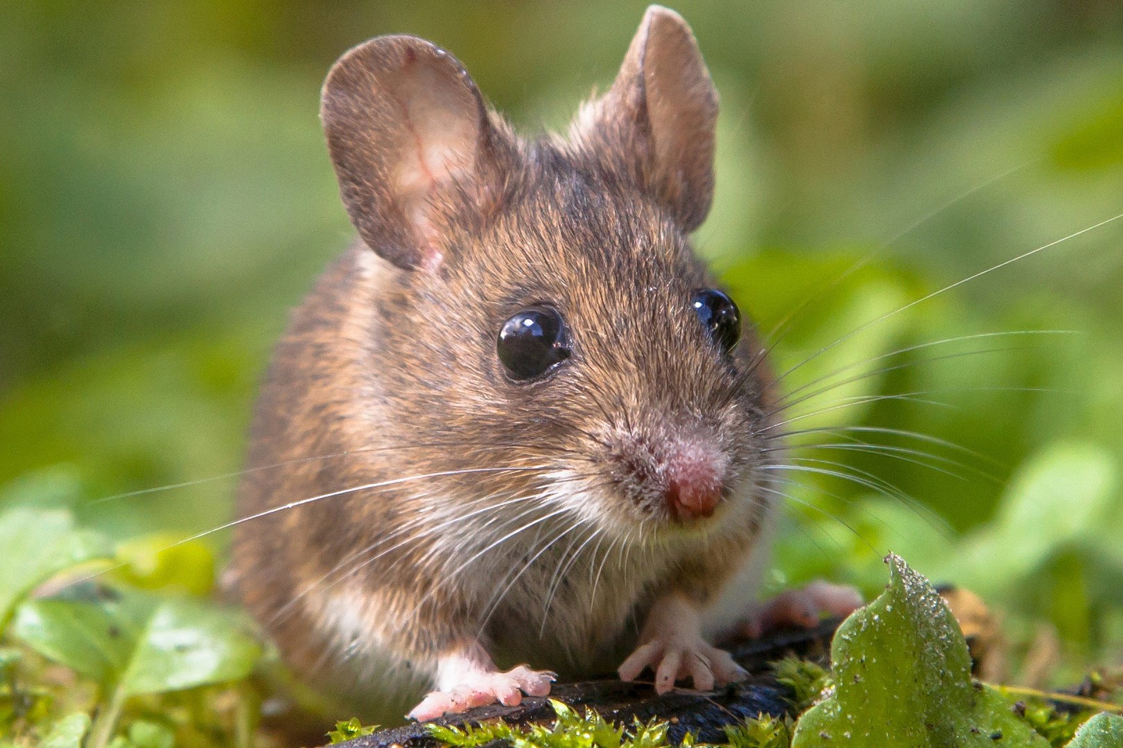 大仓鼠指名亚种