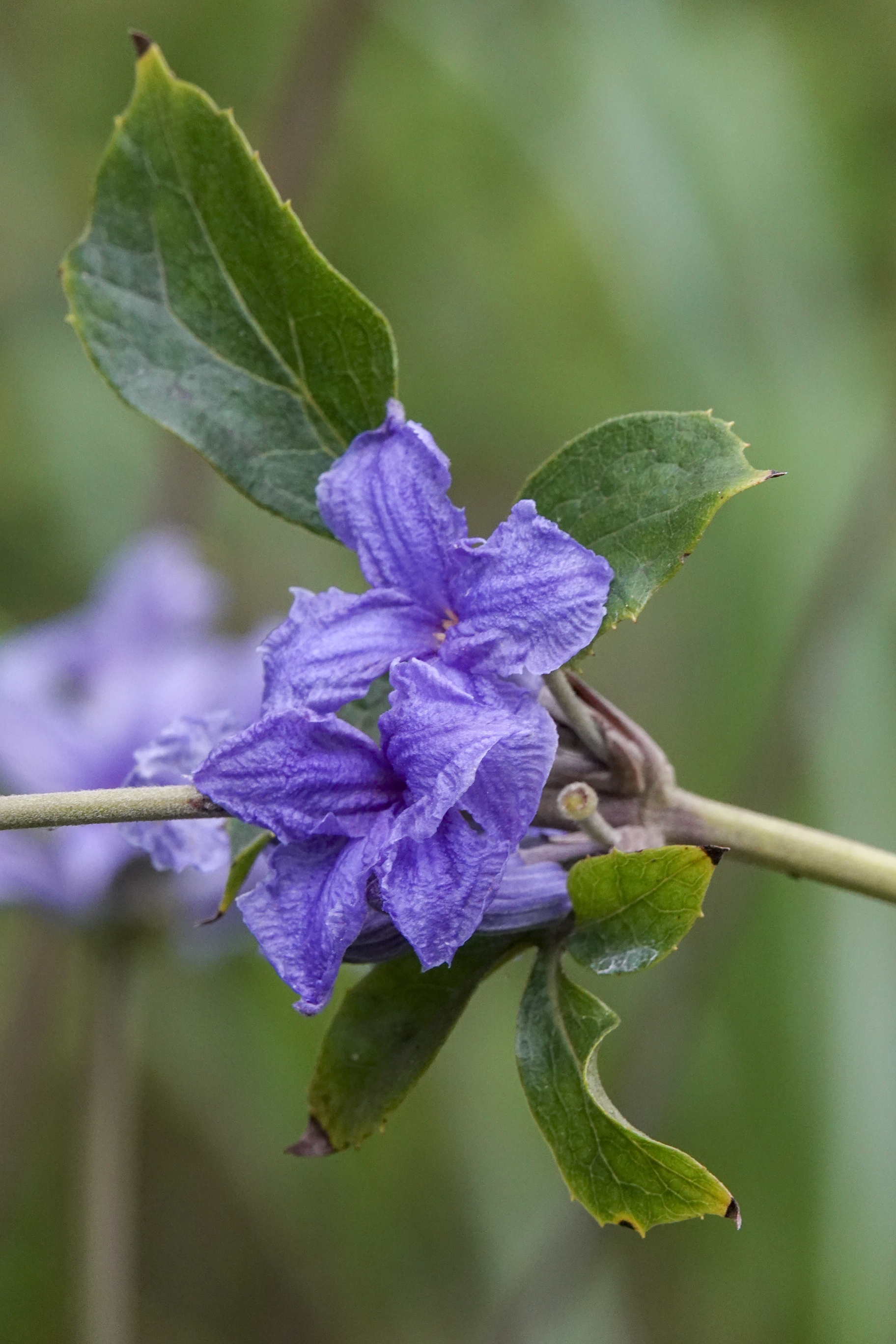  p data-id="gnx45e0jx5">大叶铁线莲( i>clematis heracleifolia  /i