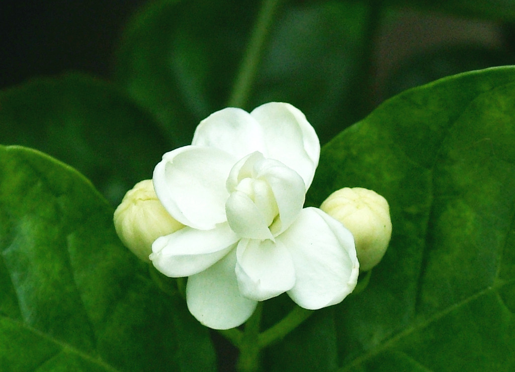 茉莉花