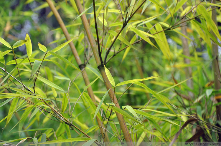 小黄苦竹安徽太平群体